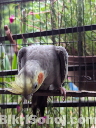 সুন্দর ও স্বাস্থ্যবান ককাটেল পাখি (Cockatiel) বিক্রি হচ্ছে